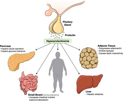 Frontiers Metabolic effects of prolactin and the role of